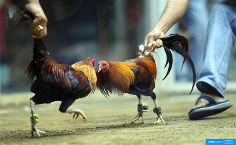 fighting cock photos